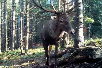 Bolu’nun yaban hayatı fotokapana yansıdı