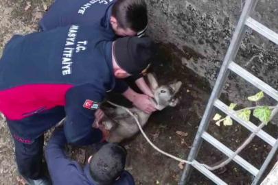 Boş havuza düşen yavru karacayı itfaiyeciler kurtardı