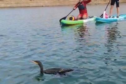 Botan Vadisi’nde yaralı bulunan karabatağı kurtarma çabası yetersiz kaldı