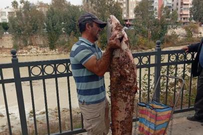 Boyu kadar yayın balığını eliyle yakaladı
