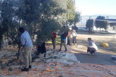 Bozdoğan’da öğrenciler zeytin hasadı yaptı