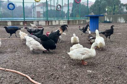 Buldan Gençlik Merkezinde mini hayvanat bahçesi kuruldu