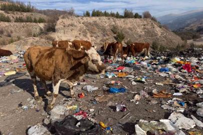 Büyükbaş hayvanlar çöplükte besleniyor