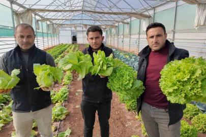 Büyükşehir Belediyesi seralarında kışlık sebze hasadı başladı