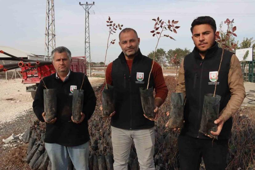 Büyükşehir’den çiftçilere 35 bin fıstık fidanı desteği