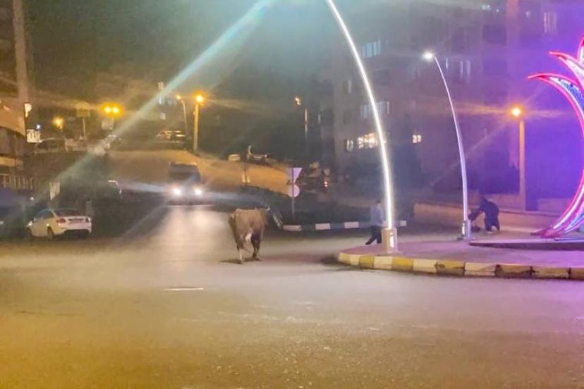 Caddede ilerleyen büyükbaş hayvanlar kamerada