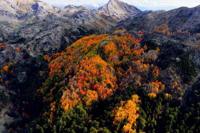 Çameli’nin titrek kavak ormanları bulutların arasında görsel şölen sunuyor