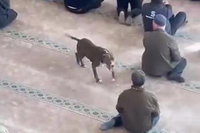 Camiye giren pitbull tedirginliğe neden oldu