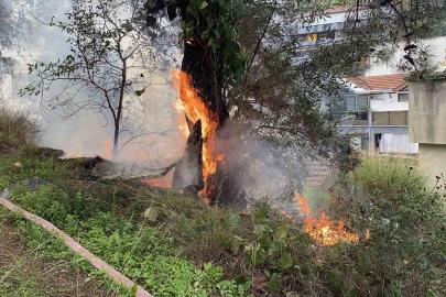 Çamlık alanda çıkan yangın büyümeden söndürüldü