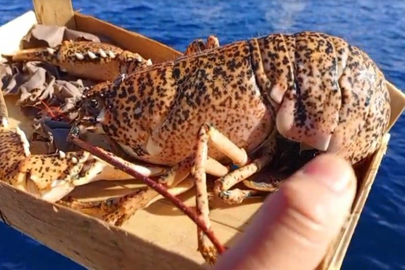 Çanakkale’de 525 kilo balığa el konuldu