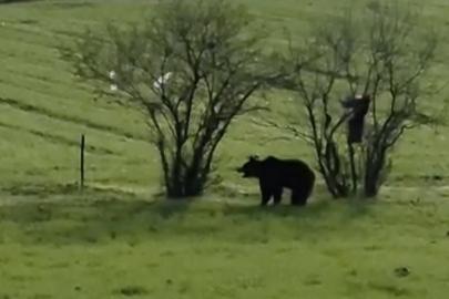 Çanakkale’de köy yoluna inen ayı cep telefonu kamerasına yansıdı