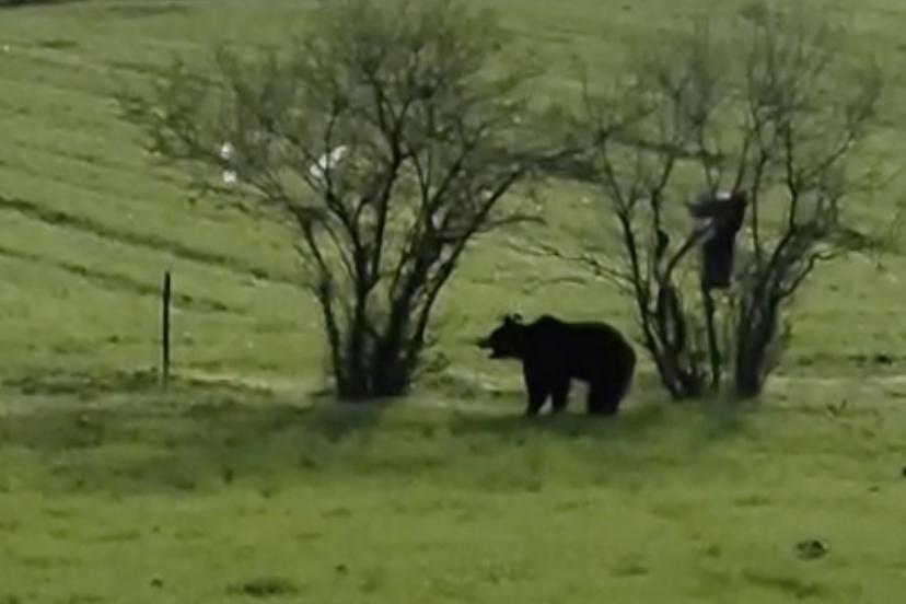 Çanakkale’de köy yoluna inen ayı cep telefonu kamerasına yansıdı