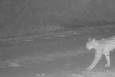 Çankırı’da vaşak görüntülendi