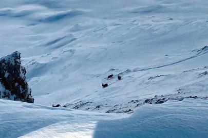 Çatak’ta dağ keçileri görüntülendi