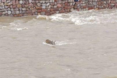 Çaya düşen karaca kurtarıldı