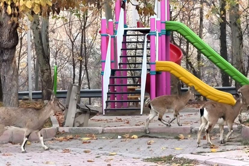 Çocuklar okula gidince, çocuk parkı yaban keçilerine kaldı