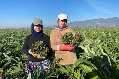 Coğrafi İşaretli Aydın Enginarı’nda yılın ilk hasadı yapıldı