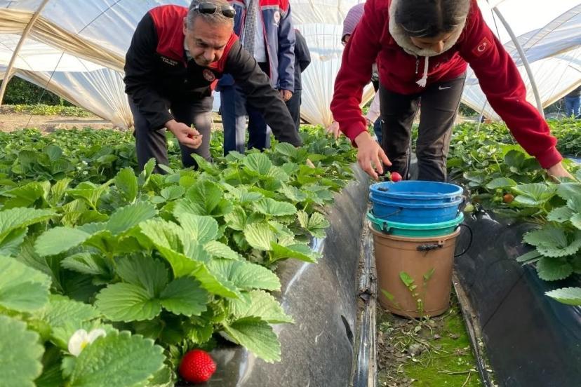 Coğrafi işaretli ’Sultanhisar Çileği’nde hasat sevinci