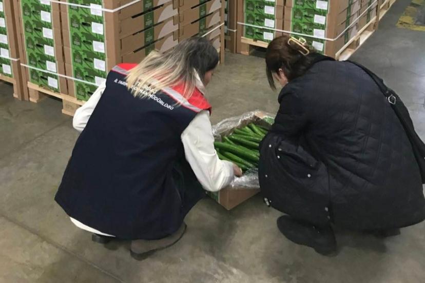 Çorlu’dan Hollanda’ya salatalık ihracatı