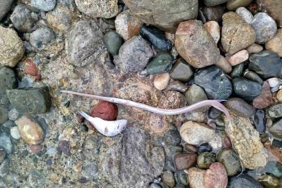 Datça’da sahilde görülen balık ölümlerinde tehlikeli bir bulguya rastlanmadı