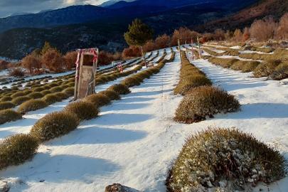 Derebucak’ta mor bahçeler beyaza büründü, barajlara su geldi