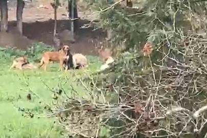 Derince’de başıboş köpek tepkisi: "30’a yakın köpek bir arada dolaşıyor"