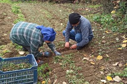 Devrek’te salep fidelerinin dikimine başlandı