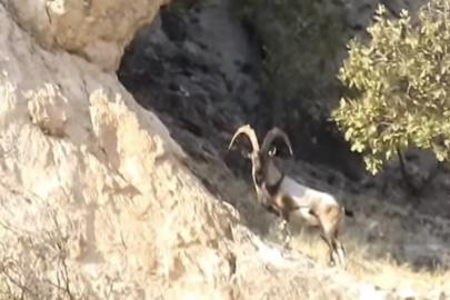 Diyarbakır’da koruma altındaki dağ keçileri görüntülendi