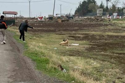 Diyarbakır’da sokak hayvanlarına kuduz aşısı uygulandı
