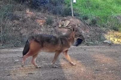 Doğanın sert yüzü: Çakal ağzında domuz bacağıyla görüntülendi