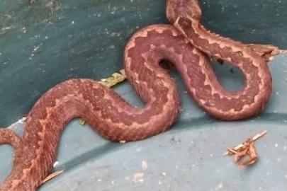 Doğu Karadeniz’de ayılardan sonra yılanlar da kış uykusuna yatmadı