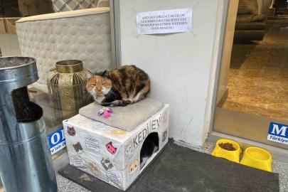 Dükkan önündeki kedi için asılan ilginç not dikkat çekti: "Dilenci değilim"
