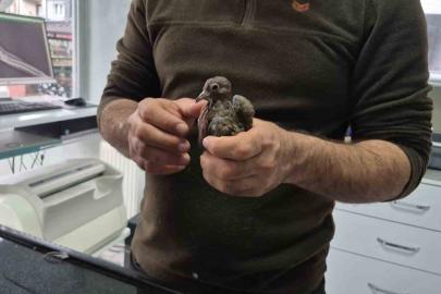 Duyarlı vatandaştan örnek davranış: Yolda bulduğu kumruya su verip veterinere teslim etti