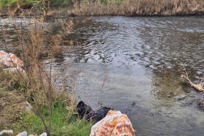 Ege Ekspresi’nin çarptığı yaya hayatını kaybetti