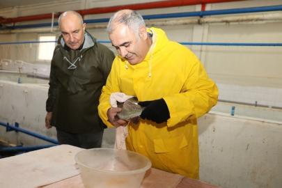 Elazığ’da alabalık sağım çalışmaları sürüyor