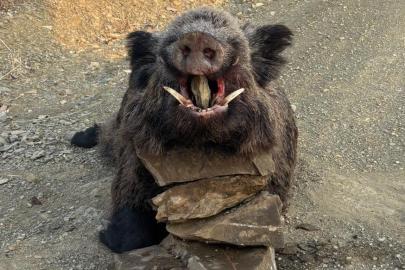Elazığ’da avcılar 200 kiloluk domuz avladı