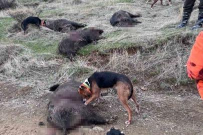 Elazığ’da avcılar sürü halinde domuz avladı