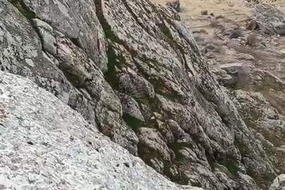 Elazığ’da dağ keçileri sürü halinde görüldü