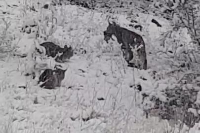 Elazığ’da vaşak ailesi görüntülendi
