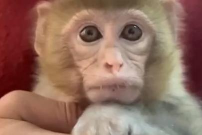 Elazığ’da yakalanan maymun koruma altına alındı