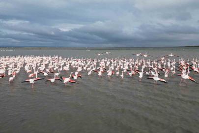 Enez Gala Gölü flamingolara ev sahipliği yapıyor