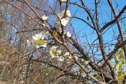 Erik ağacı Aralık ayında çiçek açtı