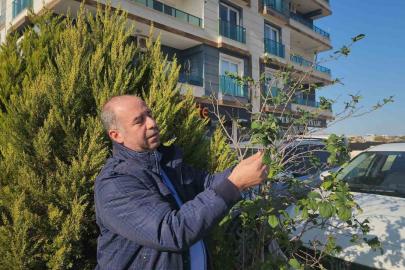 Erik ağacı aralık ayında meyve verdi
