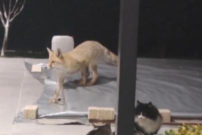 Erzincan’da kedilerin mamasına göz diken tilki kedinin saldırısına uğradı