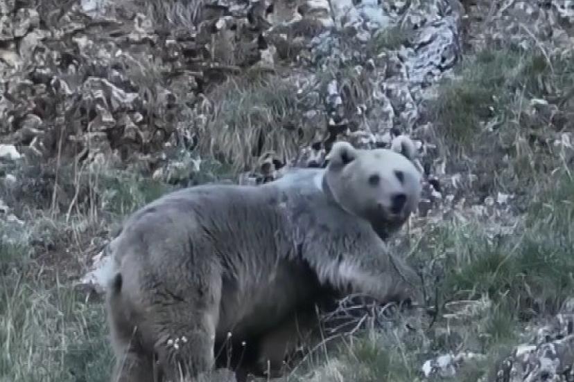 Erzincan’da kış uykusuna hazırlanan iki ayı görüntülendi