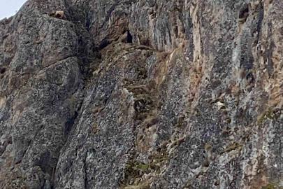 Erzincan’da mahsur kalan keçiler için JAK ve AFAD seferber oldu