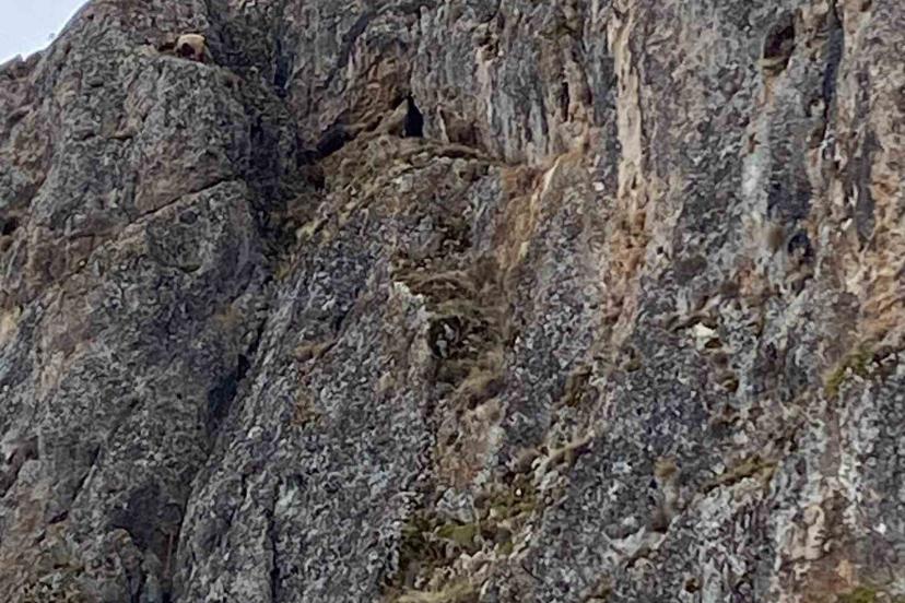 Erzincan’da mahsur kalan keçiler için JAK ve AFAD seferber oldu