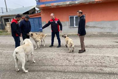 Erzincan’da sokak köpeklerine kuduz aşısı