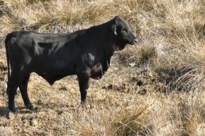 Firari angusu drone ile görüntüledi