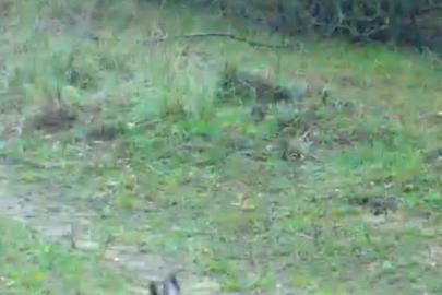 Fotokapanına takılan iki tavşan gülümsetti